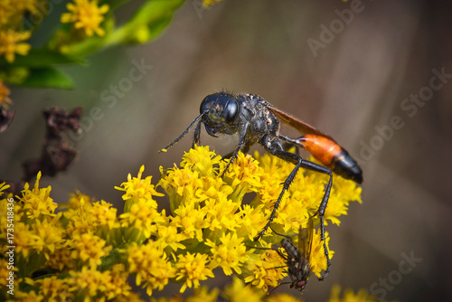 Gemeine Sandwespe ( Ammophila sabulosa ).
