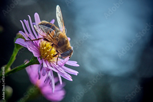 Tiere - Insekten.Mistbiene, Schlammbiene oder Scheinbienen-Keilfleckschwebfliege auch Drohnenfliege ( Eristalis tenax ).