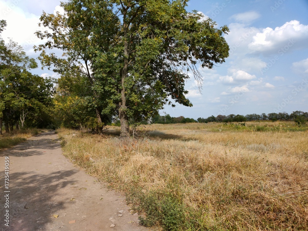 Obraz premium road in the field