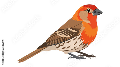 Vibrant Plumage: An eye-level vector illustration of a finch displaying exquisite plumage, showcasing an eye-level perspective of the bird's unique patterns and colours.