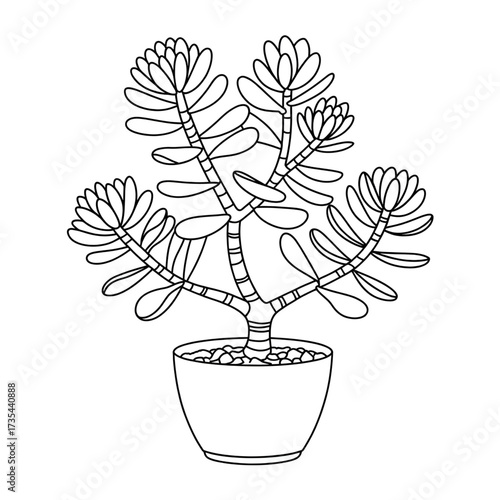 A jade plant illustration vector style coloring book