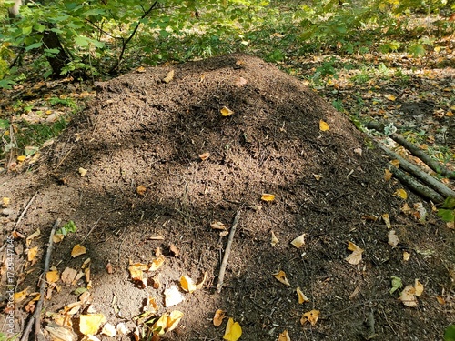 Foto anthill in a deciduous forest