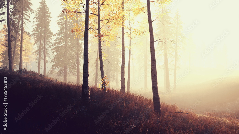 Obraz premium Morning light casts a warm glow on vibrant autumn leaves, creating a serene atmosphere in a quiet forest. Tall birch trees stand gracefully amid gentle mist and earthy tones.