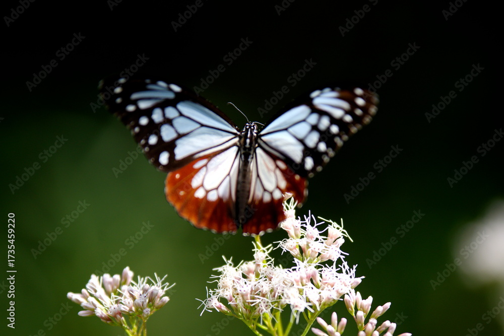 Obraz premium 旅する蝶アサギマダラにフジバカマ