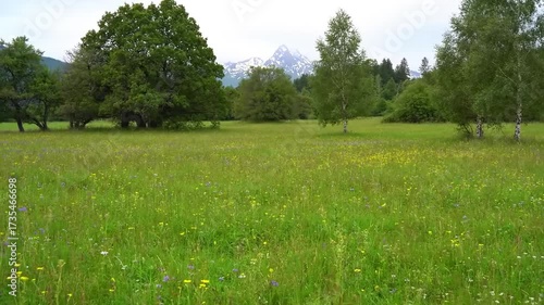 Lush green meadow with trees and distant mountain peaks under a cloudy sky