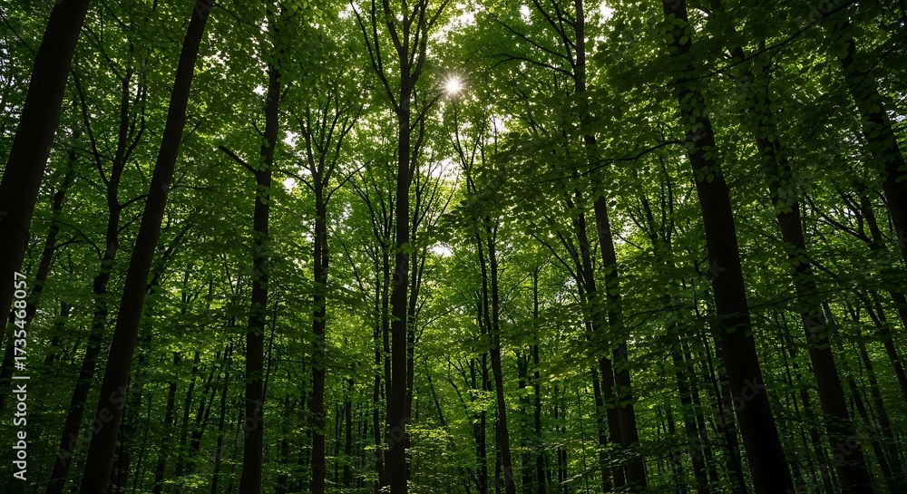 Naklejka premium Lush Green Forest Canopy with Sunlight Filtering Through the Trees.