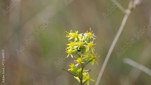 夏から秋の高山の湿原を彩るキンコウカのある景色。自然風景素材。秋風にゆらゆら揺れる様子。志賀高原、田ノ原湿原の遊歩道からの美しい風景。