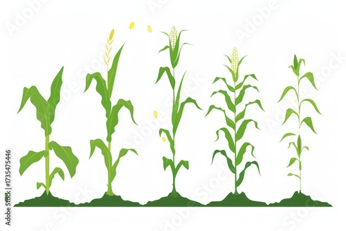 Wallpaper Mural Corn Plants in Stages: A visual guide showcasing the life cycle of vibrant corn plants, illustrating growth stages, from seedling to mature stalk. Torontodigital.ca