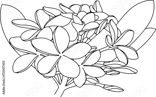 Elegant frangipani flower drawing with delicate petals for botanical design and tropical themes