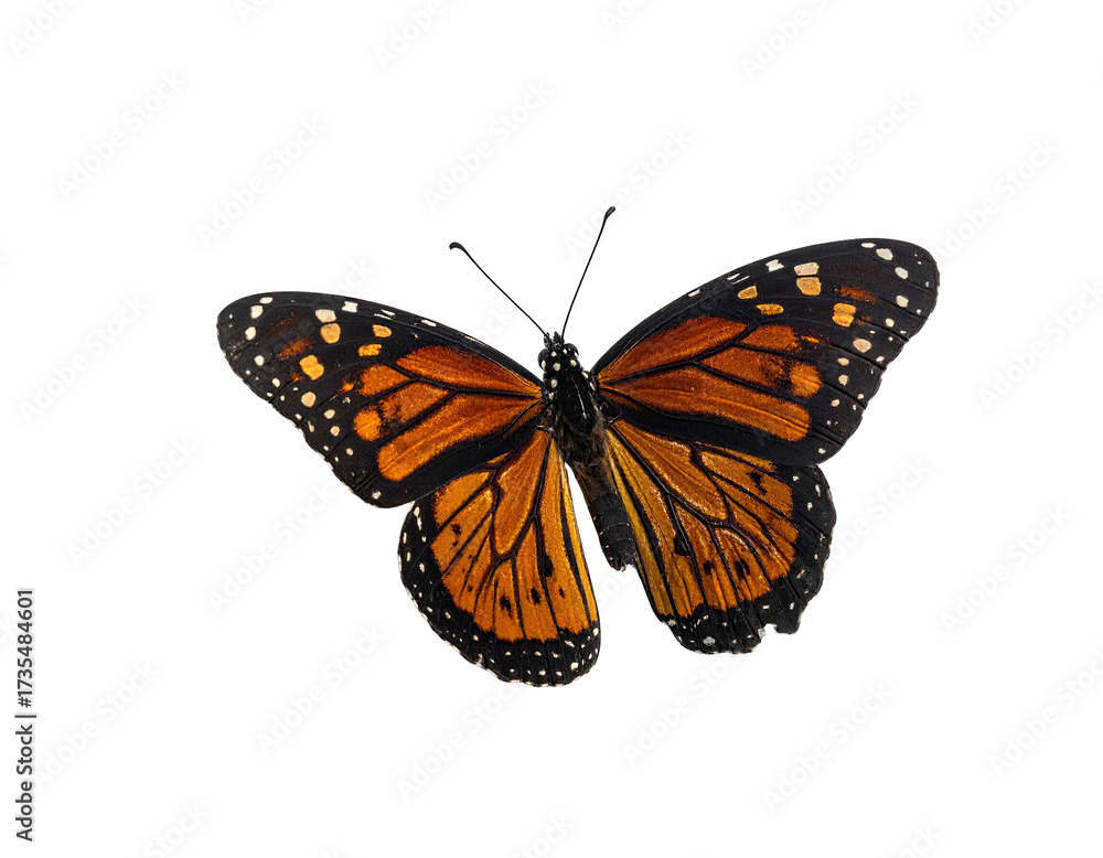 Fototapeta premium Monarch butterfly with orange, black, and white markings, isolated on black