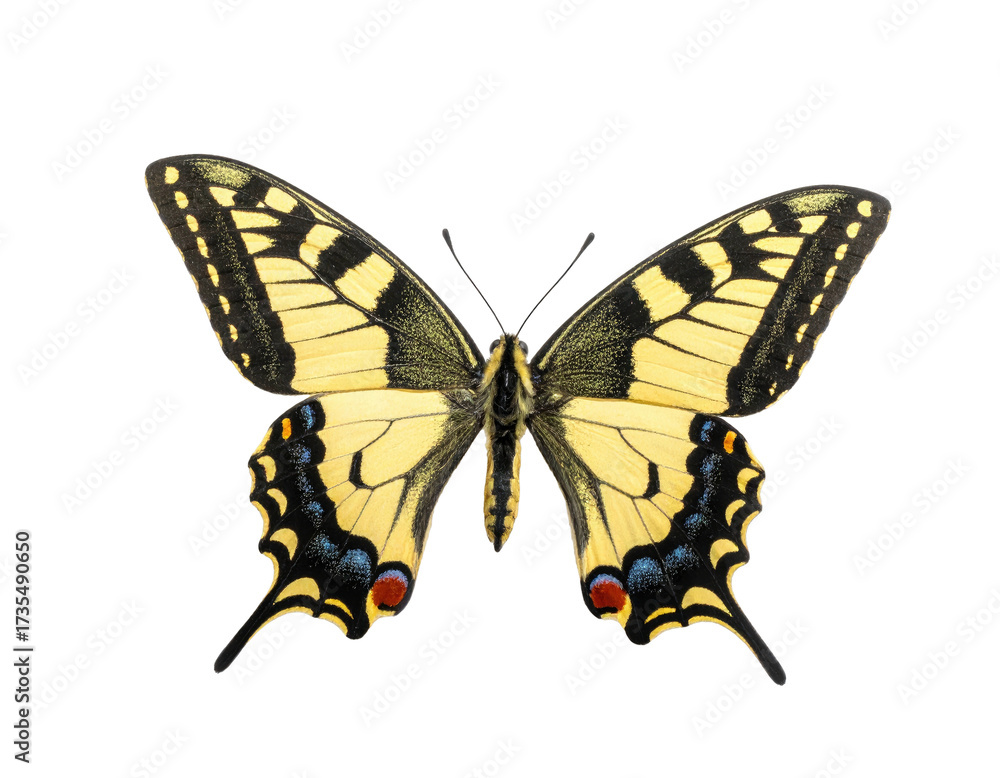 Fototapeta premium Vivid yellow butterfly with black markings and blue spots against a stark black background