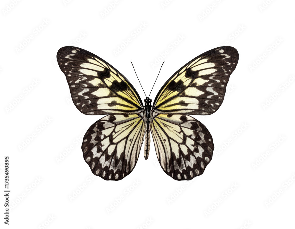 Fototapeta premium A beautifully patterned butterfly with striking black, white, and yellow wings