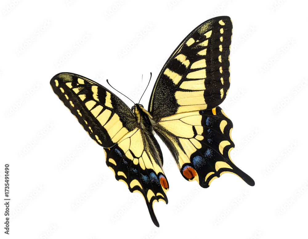Fototapeta premium Vibrant butterfly with yellow and black markings, wing detail, on a transparent background