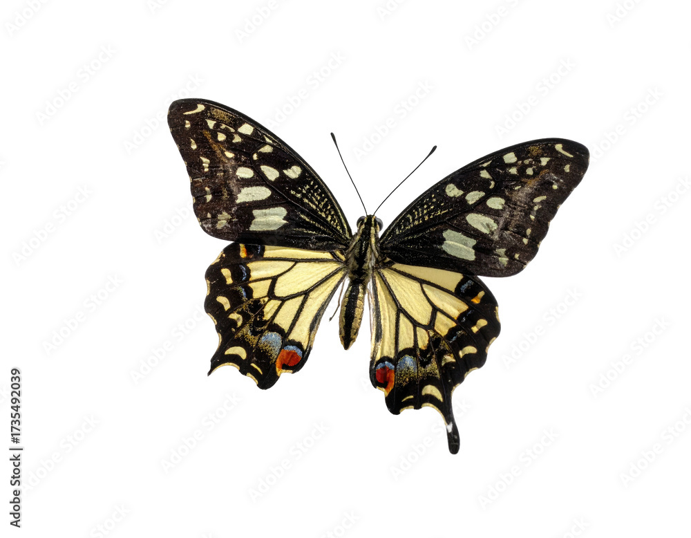 Fototapeta premium A vibrant butterfly with yellow and black wings, set against a black background