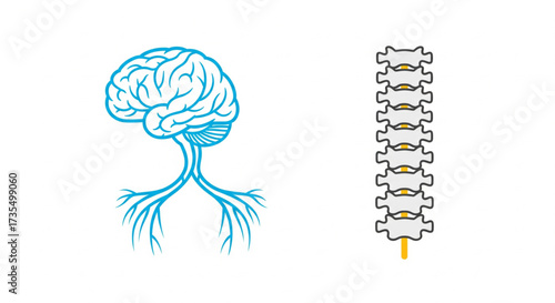 Illustration of the human brain and spinal cord, showing neurological system.
