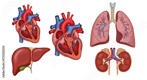 Illustration showing human internal organs: heart, lungs, liver, and kidneys, displayed on a white background.