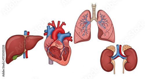 Illustration showing the human body's vital organs: liver, heart, lungs, and kidneys.