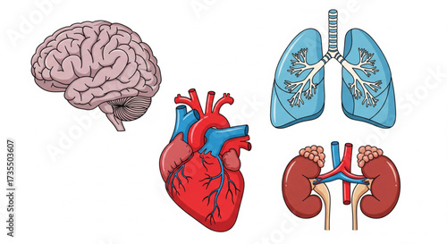 Anatomical illustration featuring the human brain, heart, lungs, and kidneys, isolated on white.