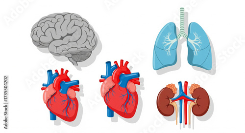 Illustration showing human organs: brain, two hearts, lungs, and kidneys, displayed on a white background.