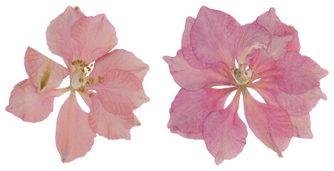 Pressed pink larkspur flowers
