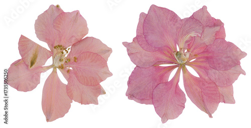 Pressed pink larkspur flowers