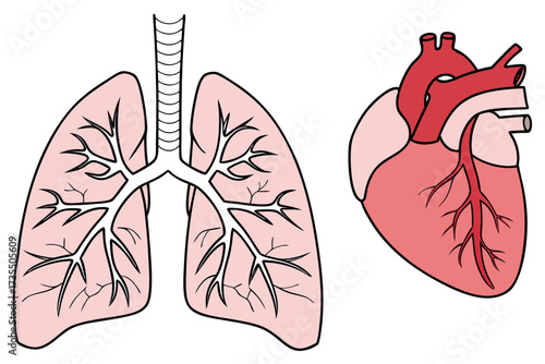 human heart anatomy
