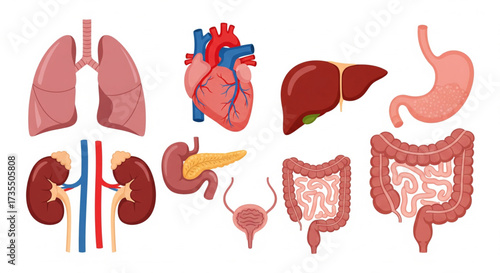 Illustration showing various human internal organs including lungs, heart, liver, stomach, kidneys, pancreas, bladder, and intestines.