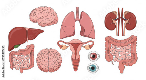 A collection of illustrated human organs, including the brain, lungs, liver, kidneys, and intestines, presented against a white background.