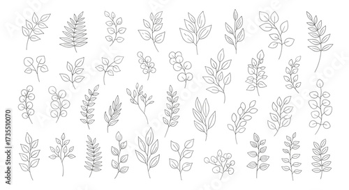 A collection of decorative botanical illustrations.