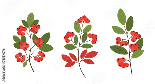 A trio of autumn rowan berry branches with red leaves.