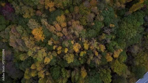 Forest in fall zenithal view 4K drone footage somewhere in the middle of the Pyrenees mounatin range, Andorra. High quality 4k footage