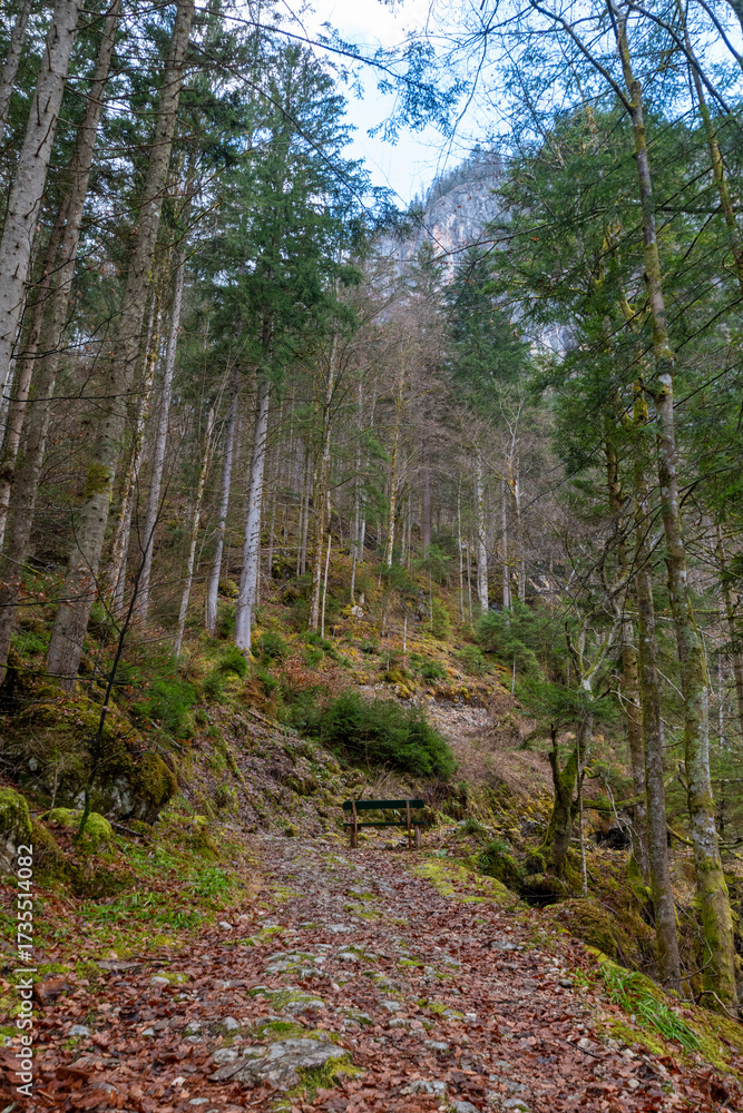 Fototapeta premium Peaceful forest path near Hallstatt, Austria, winding through moss-covered rocks and alpine woodland
