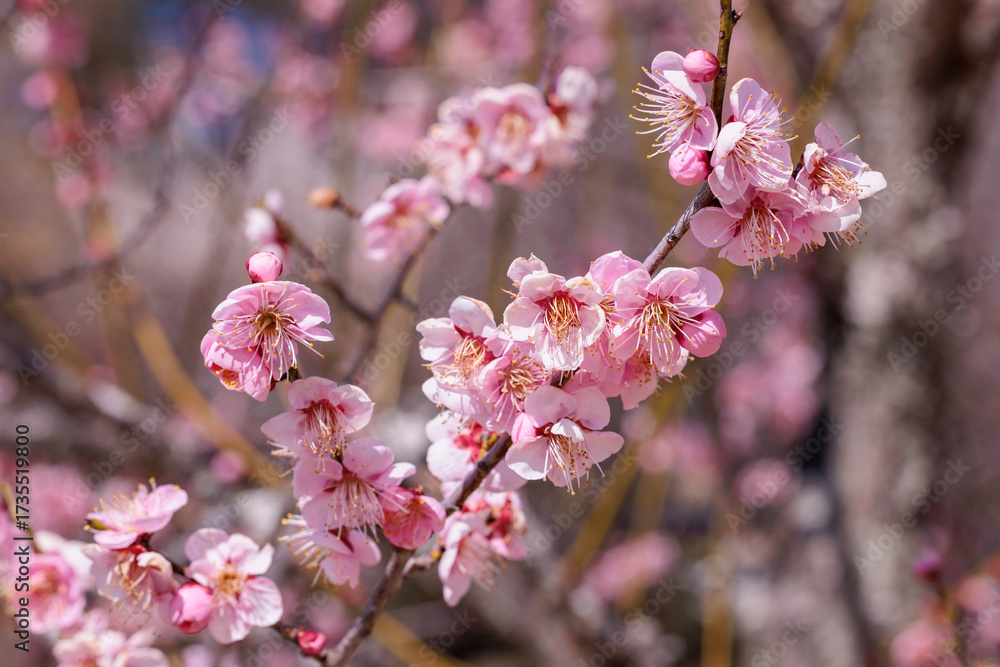 Obraz premium Beautiful Japanese apricot blossoms that bloom in early spring ‘Rekkoubai’.