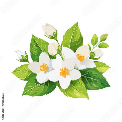 A watercolor illustration of jasmine flowers with white petals and green leaves isolated on a pure white background.
