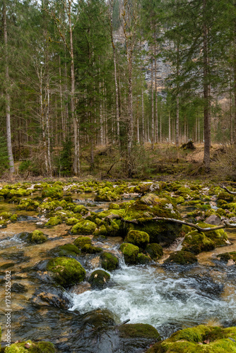Wallpaper Mural Waldbach stream flowing through moss-covered rocks in alpine forest, Echerntal valley near Hallstatt, Austria Torontodigital.ca