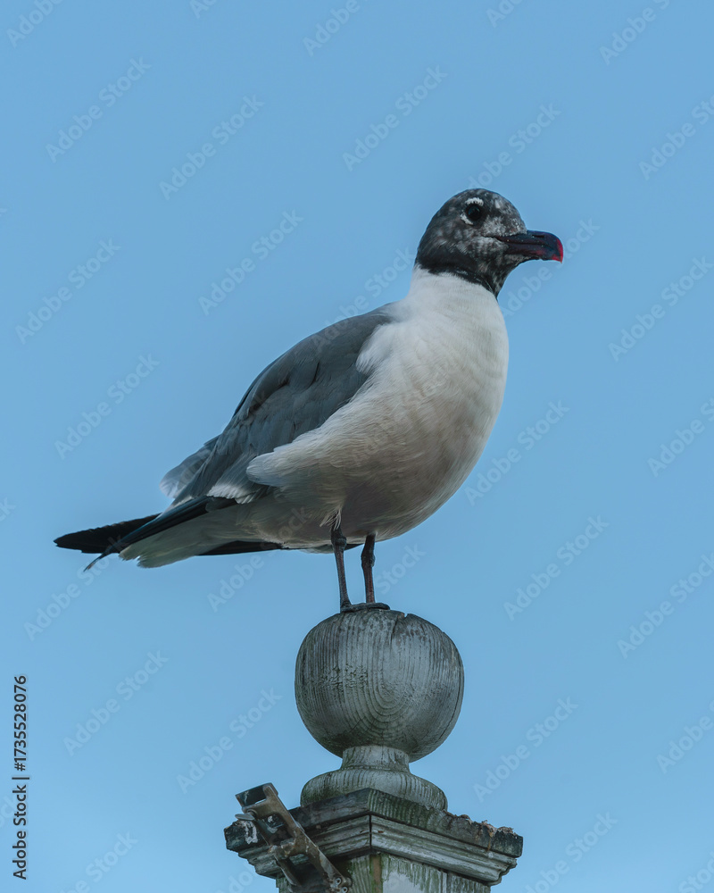 Obraz premium Portrait of a Black-headed Gull 