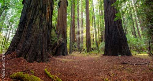 Light Illuminates the Redwoods, Rockefeller Loop, Redwood National and State Parks