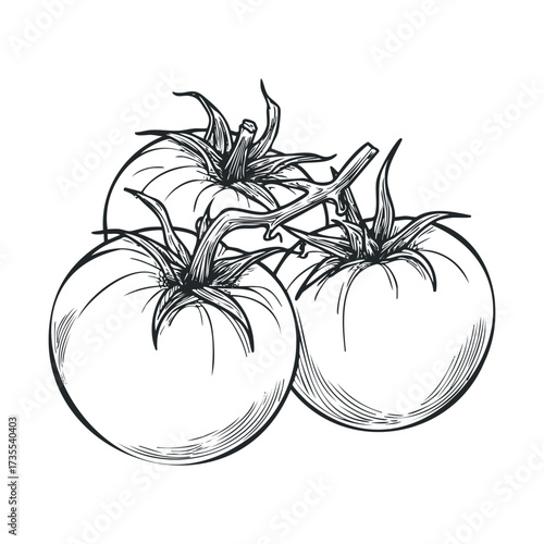 Fresh tomatoes on vine with detailed sketch design for culinary use. Vector hand drawn illustration