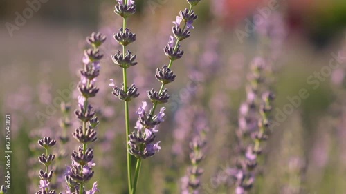 Watch as bees gather nectar from flowering lavender in a lush garden, showcasing their important role in pollination during a sunny afternoon.