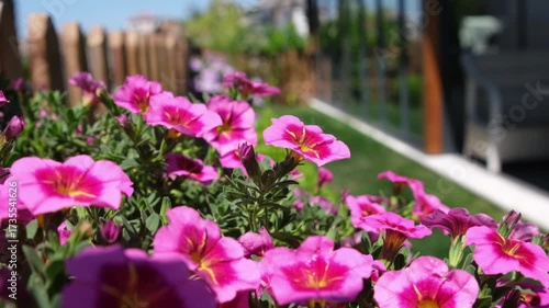 Colorful pink flowers thrive in a vibrant garden, basking under the bright sun while framed by lush greenery and wooden fencing.