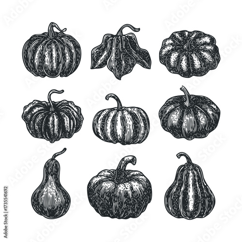 Decorative pumpkins and gourds in various styles. Vector hand drawn illustration