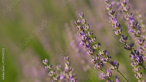 Watch as bees gather nectar from blooming lavender flowers in a peaceful field, showcasing their vital role in pollination and ecosystem health.