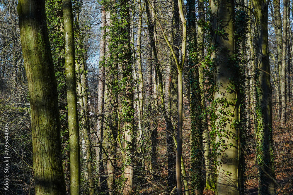 Obraz premium Overgrown trees with ivy and sun shining bright on them in the forest