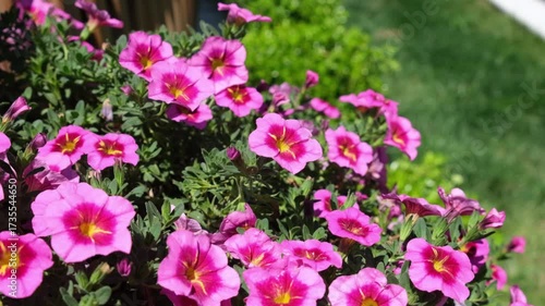 Colorful blooms of pink flowers create a vibrant display in a lush garden filled with greenery and sunshine, highlighting the joy of springtime.
