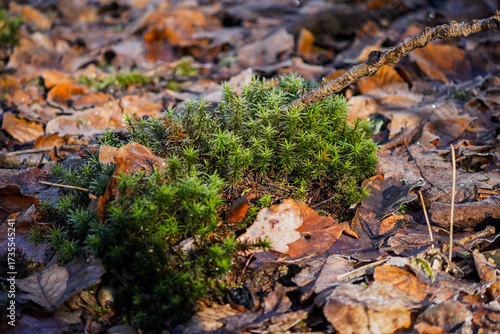 Wallpaper Mural Fresh green moss in woodland, detailed texture of Polytrichum commune, natural background. Torontodigital.ca