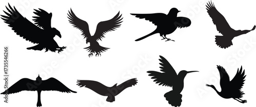 set of differents birds silhouette vector illustration