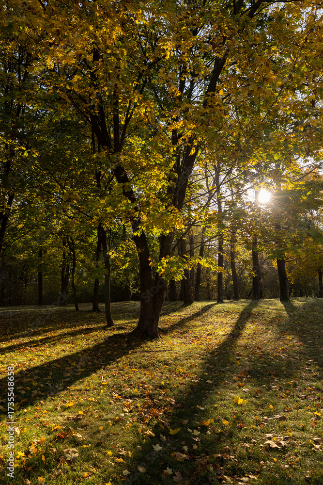 Naklejka premium tall maple trees in sunny weather in the autumn 