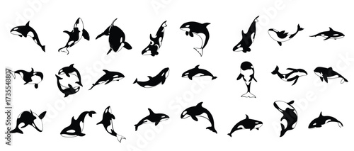  set of orca whale silhouette killer whale collection vector illustration