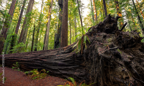 Fallen Giant in the Redwoods, Rockefeller Loop, Redwood National and State Parks