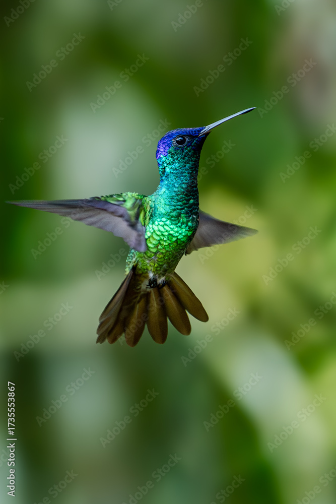 Fototapeta premium Sparkling violetear (Colibri coruscans) Ecuador